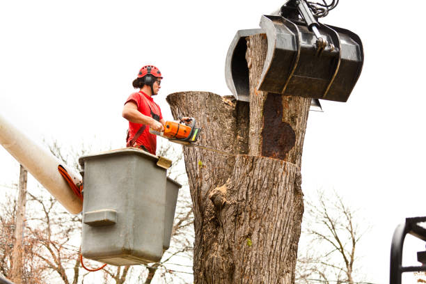 Best Lawn Dethatching  in Jackson, KY